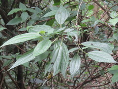Ledenbergia peruviana