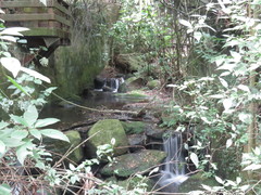 Ledenbergia peruviana