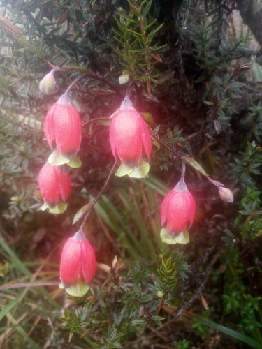 Bomarea gracilis