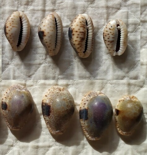Cypraea nebrites observed 2024-10-03