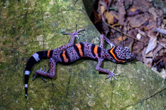 Chinese Leopard Gecko photo 4
