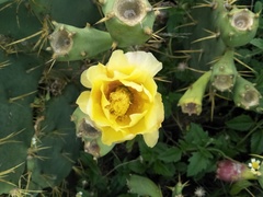 Opuntia stricta