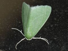 Synchlora faseolaria