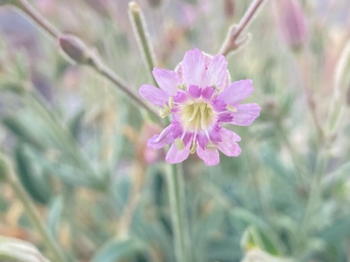 Silene grayi, 2024-10-12