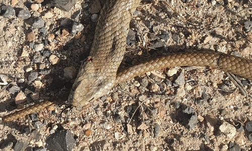 Eastern Brown Snake sighting