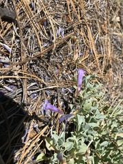 Penstemon caesius