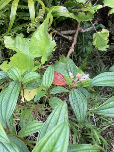 Pacific Melastoma (Melastoma denticulatum)