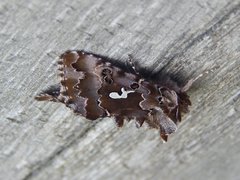 Autographa corusca