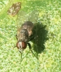 Coenosia