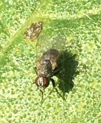 Coenosia