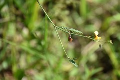 Aeschynomene pratensis