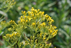 Senecio triangularis