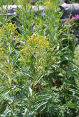 Senecio triangularis