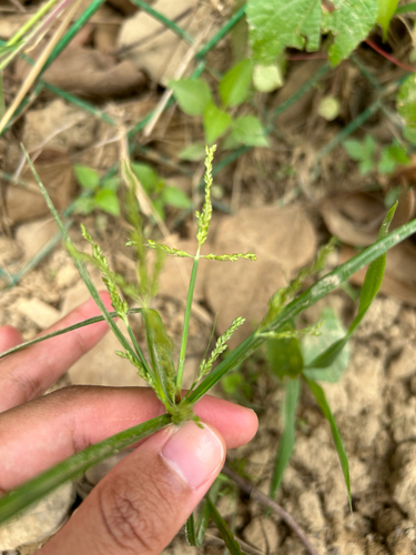Image of Rice Flat-Sedge (Cyperus iria) by (c) Bella Lin, some rights reserved (CC BY)