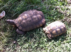 Centrochelys sulcata