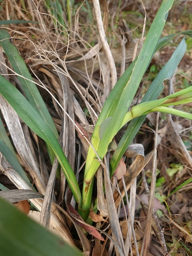 Image of Dianella longifolia by (c) jaimshae, some rights reserved (CC BY)
