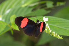 Heliconius erato adana