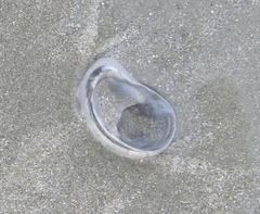 Crepidula fornicata image