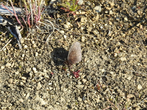 Red-disked Alpine photo 3