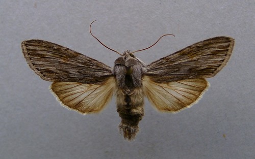 Cucullie lucifuge (La)