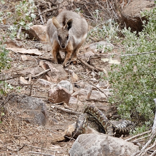 Inland Carpet Python sighting