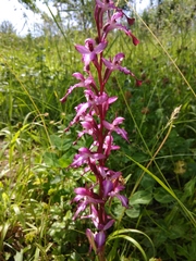 Himantoglossum formosum
