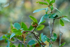 Quercus wislizeni frutescens