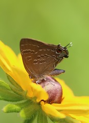 Satyrium caryaevorus