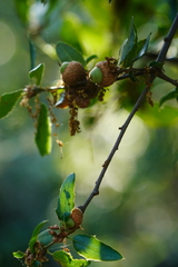 Quercus wislizeni frutescens