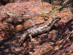 Pygmy Spiny-Tailed Skink photo 2
