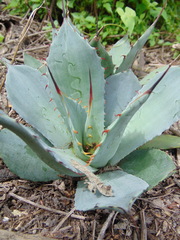 Agave flexispina