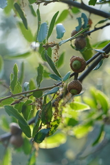 Quercus wislizeni frutescens