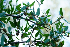 Quercus wislizeni frutescens