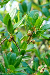 Quercus wislizeni frutescens