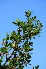 Quercus wislizeni frutescens
