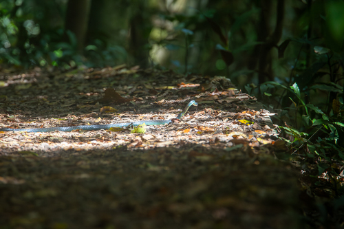 Common Tree Snake sighting