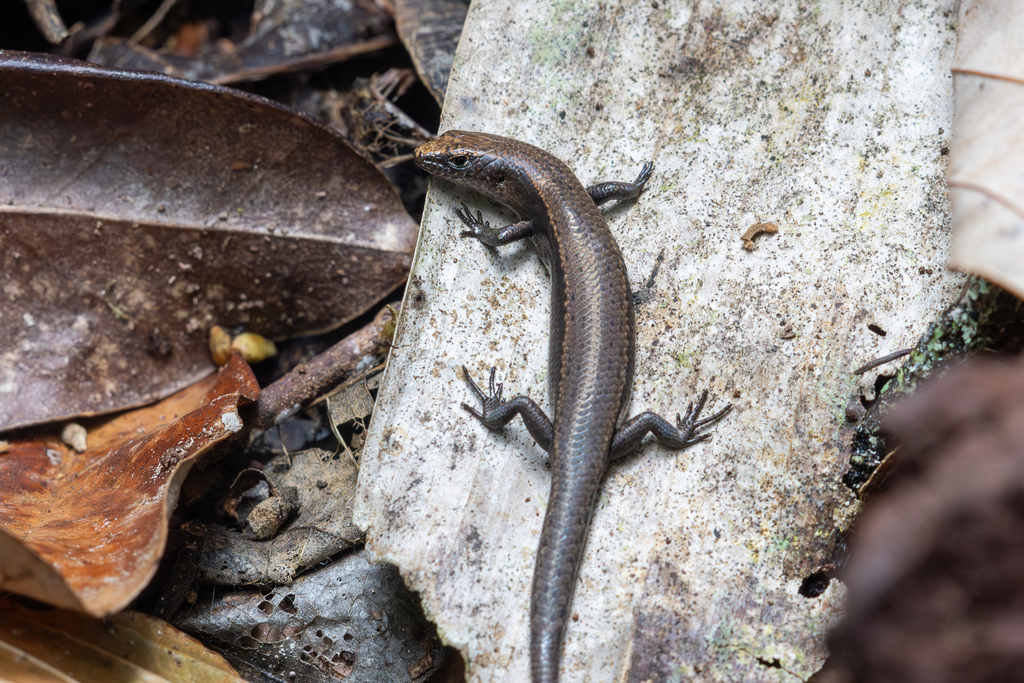 Rainforest Sunskink