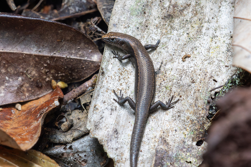 Rainforest Sunskink, Lampropholis coggeri