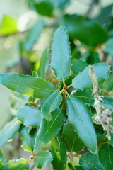 Quercus wislizeni frutescens