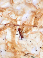 Megalomyrmex leoninus