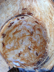 Megalomyrmex leoninus