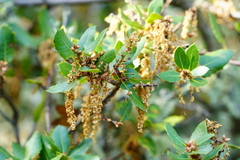 Quercus wislizeni frutescens