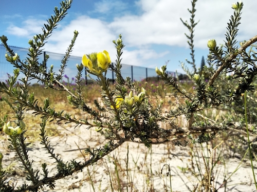 Image of Threes Capegorse (Aspalathus ternata) by (c) De Waal Hugo, some rights reserved (CC BY)
