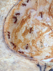 Megalomyrmex leoninus