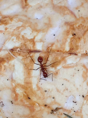 Megalomyrmex leoninus