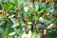 Quercus wislizeni frutescens