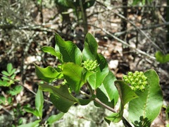 Asclepias curtissii