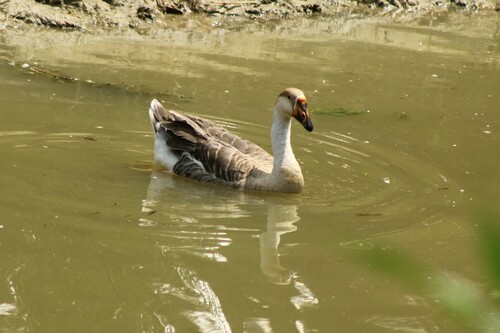 Domestic Swan Goose