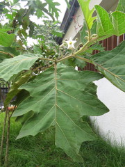 Solanum stellatiglandulosum