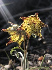 Fritillaria pinetorum